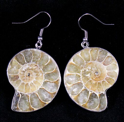 Fossil Ammonite Earrings - Sterling Silver #19904